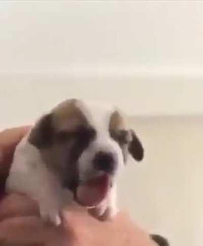 Puppies can die inside too, right?