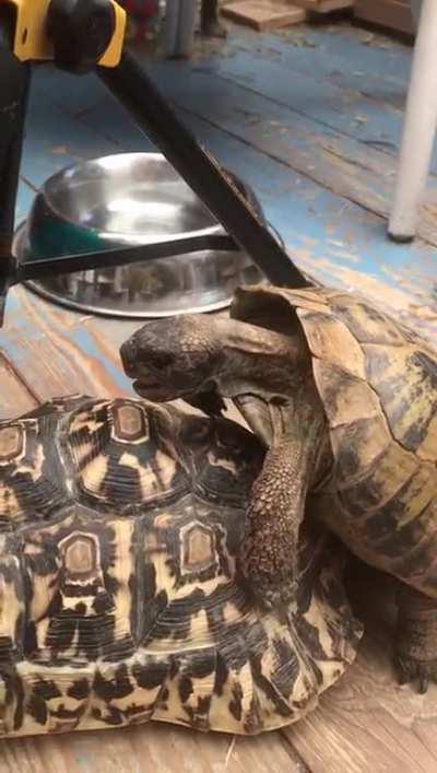 Little man's doing his best