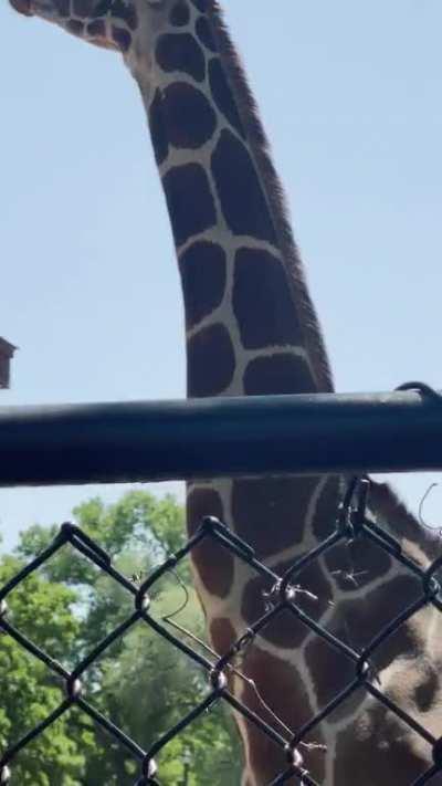 To get some leaves…