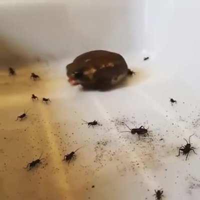 That is one grumpy potato.