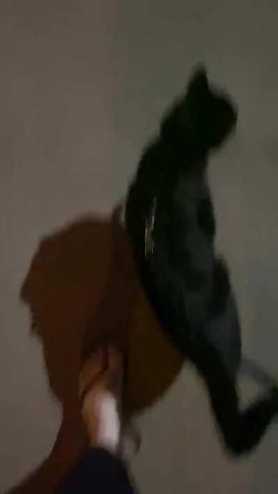 every night he yowls at the door until we take him for his walk