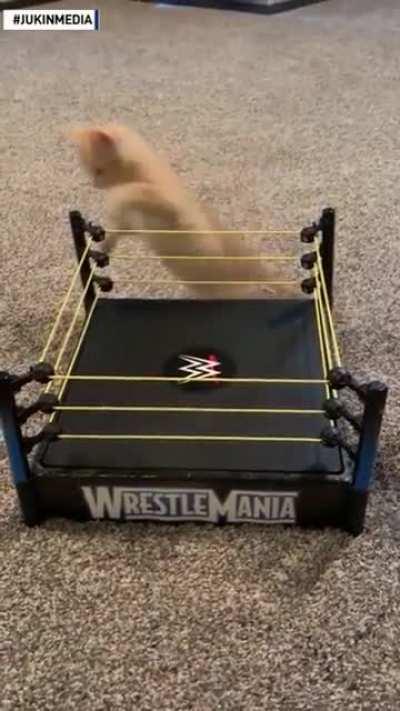 owNeR FOrcEs catS InTO An UNdeRgROUnd FigHtiNg riNG