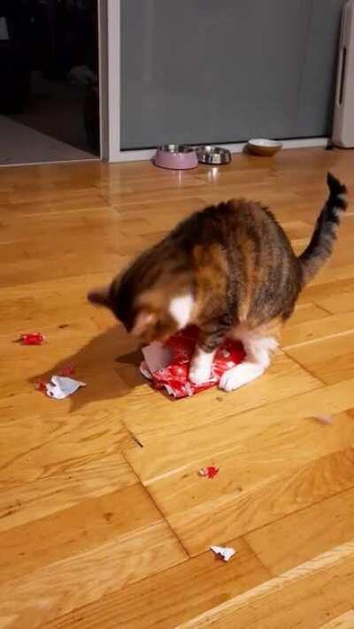 My Grandma got my cat a christmas present. This is her opening it
