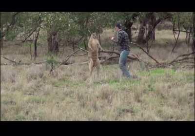 Man punches Kangaroo