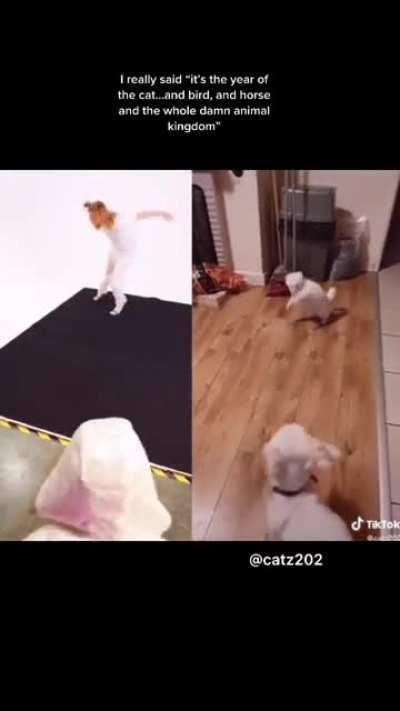 Live Action Noah's Ark