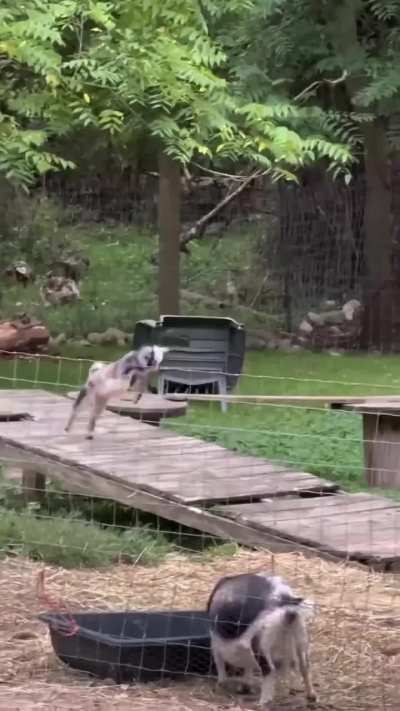 Just kicking it!🤣🐐❤️