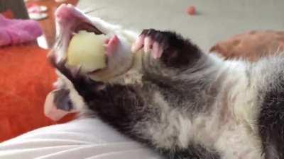 Possums look like they're wearing fingerless gloves