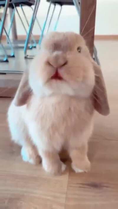 This rabbit loves strawberries