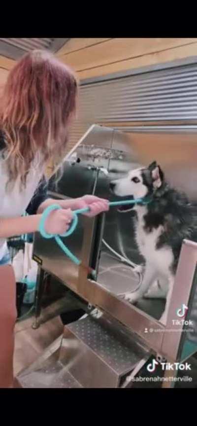 I’m honestly amazed by the variety of noises a husky can make