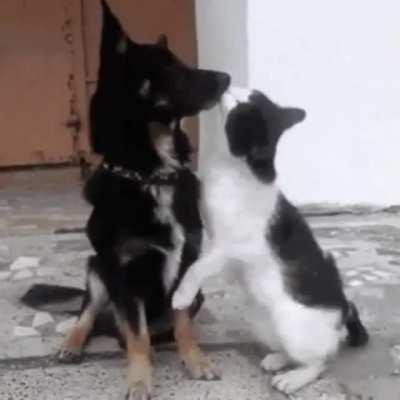 Cat kiss a dog
