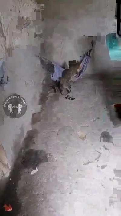 Acessem o r/bichinhos :)