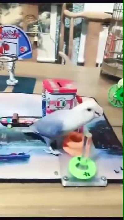 That's one very smart bird