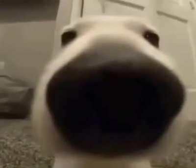 ESTE PERRO HUELE A GENTE WATONA, WEONA Y FLOJA