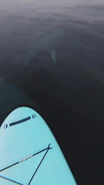 Found This on TikTok posted by @lights.are.off