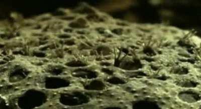 🔥 The Surinam Toad gives birth to live babies from her back