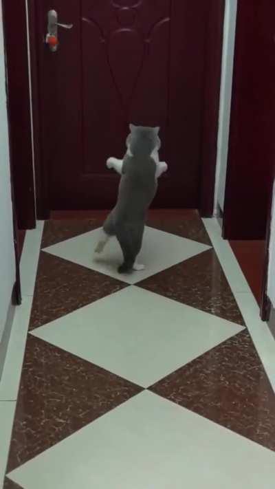 Playing fetch with cat