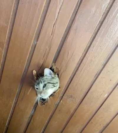 When I went outside, I saw this. Why is my neighbor's cat destroying my fence?