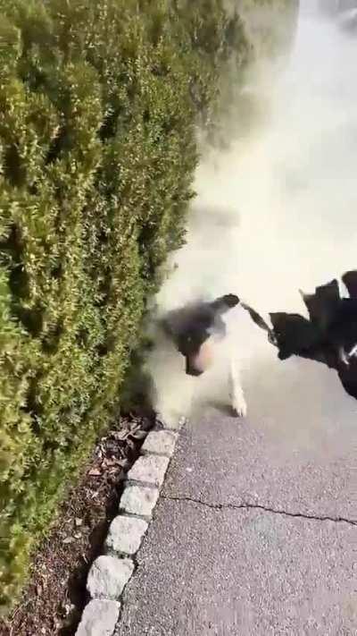 Pollen dog of white stream gear 2