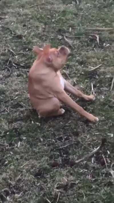 KRLL ESSE CACHORRO CURURU É MUITO FEIO PQP