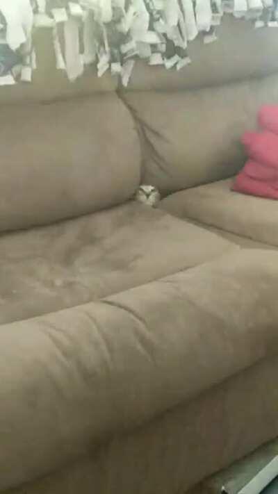 I didn't know there was such thing as the cat dimension until ....