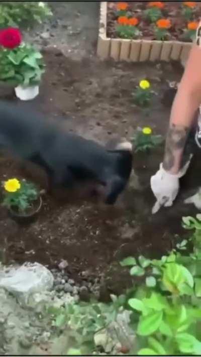 Perfect repotting helper!