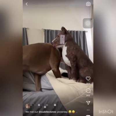 Buys toy dog and inadvertently gives pitbull behavioral test, fails big time