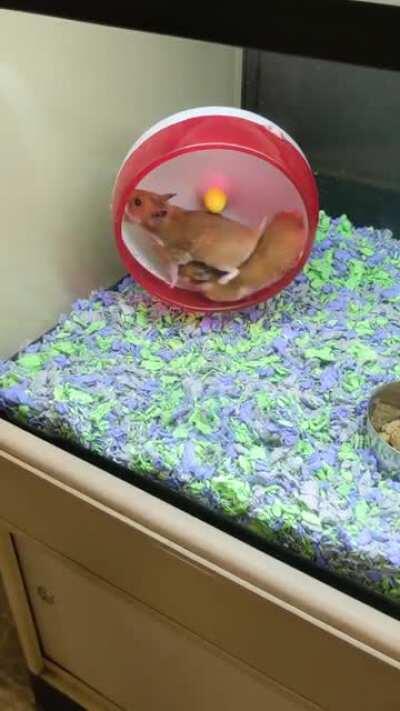 Mom saw these two in the pet store earlier.