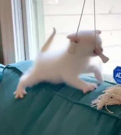 White belt in karate