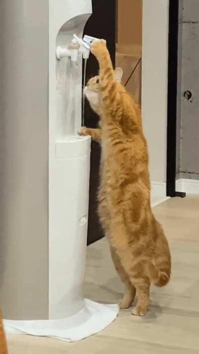 meow_irl