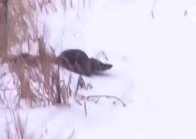 Drone malfunctioning