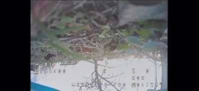 A cat in Ukraine neutralized a kamikaze drone