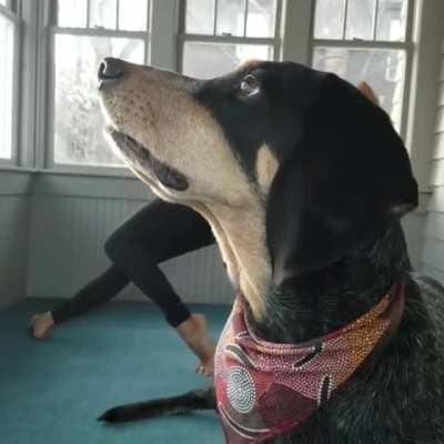 Hello,Yes this is dog.