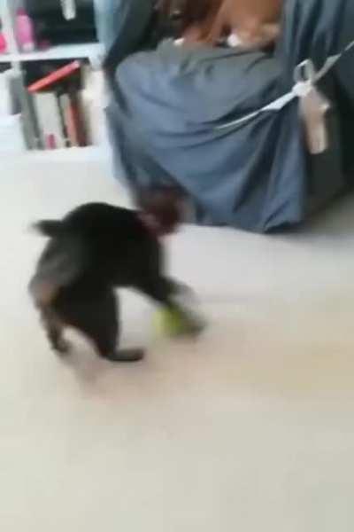 When your cat forgets how to cat