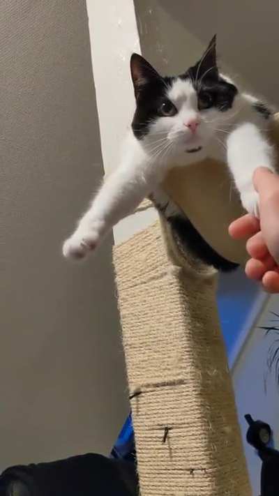 The Sif. Likes getting her feet cuddled when she's hanging.