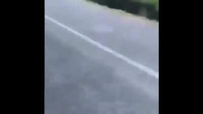 Fuck this Alligator in Particular!