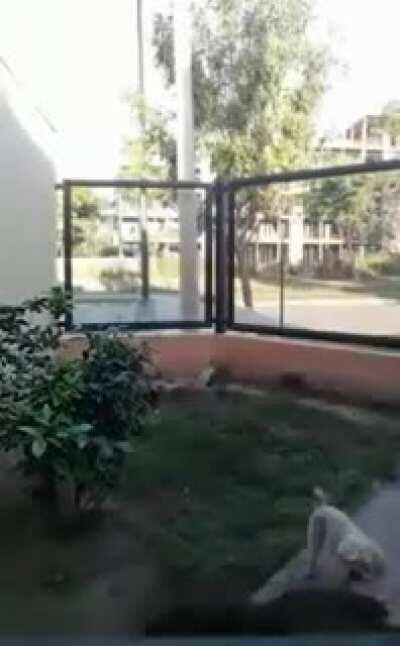 Aun me pregunto si ese perro esta bien....