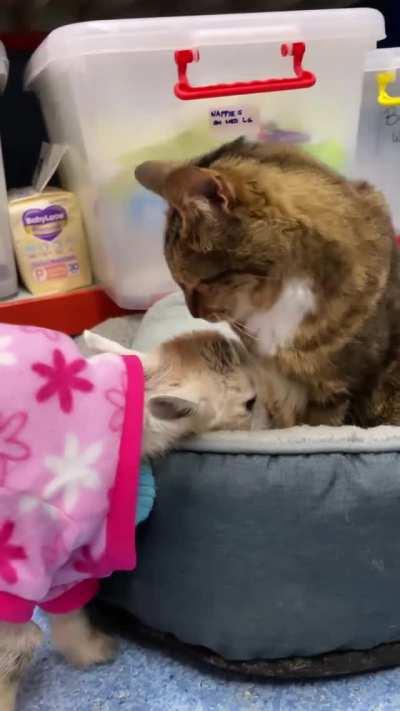 Tabitha the cat volunteering to help look after new arrivals, Bubbles and Squeak, at Edgar’s Mission in Australia