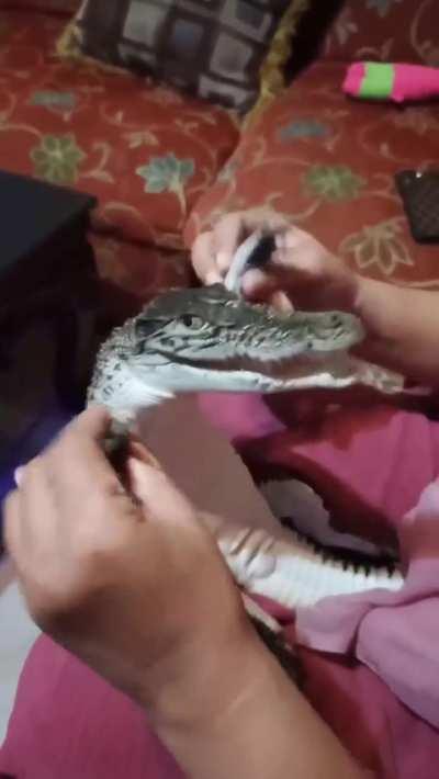 Pok ame ame belalang kupu kupu