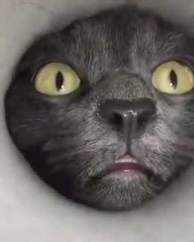 Любопытный котейка