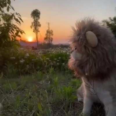 King of the jungle