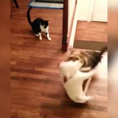 Cat VS Dog