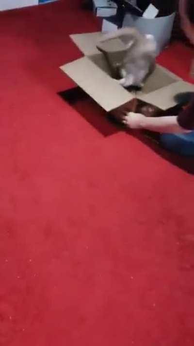 giving ducky a ride in the box-mobile did not help him glimpse the allmighty braincell, but he had fun anyway