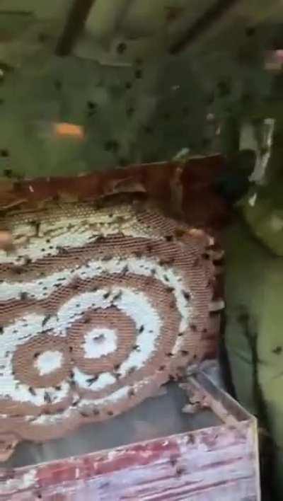 A murder hornet's nest