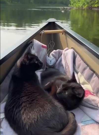 When I go swimming, they come with me