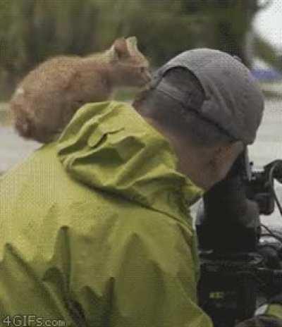 The ferocious MediaCat™ staling its natural prey