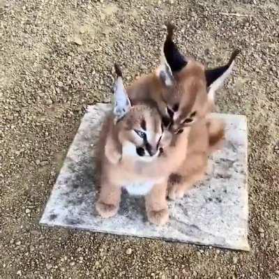 Каракальчики