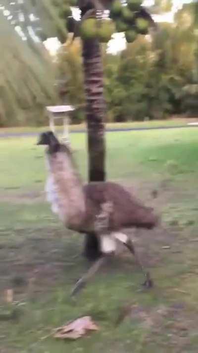 The way it lept over the dog 😂