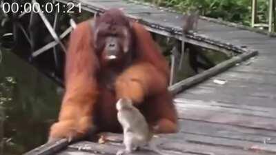 The rule calls upon me