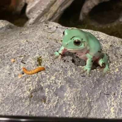 Greninja isn’t very coordinated, but at least he’s cute.