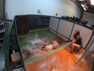 Alligator death roll